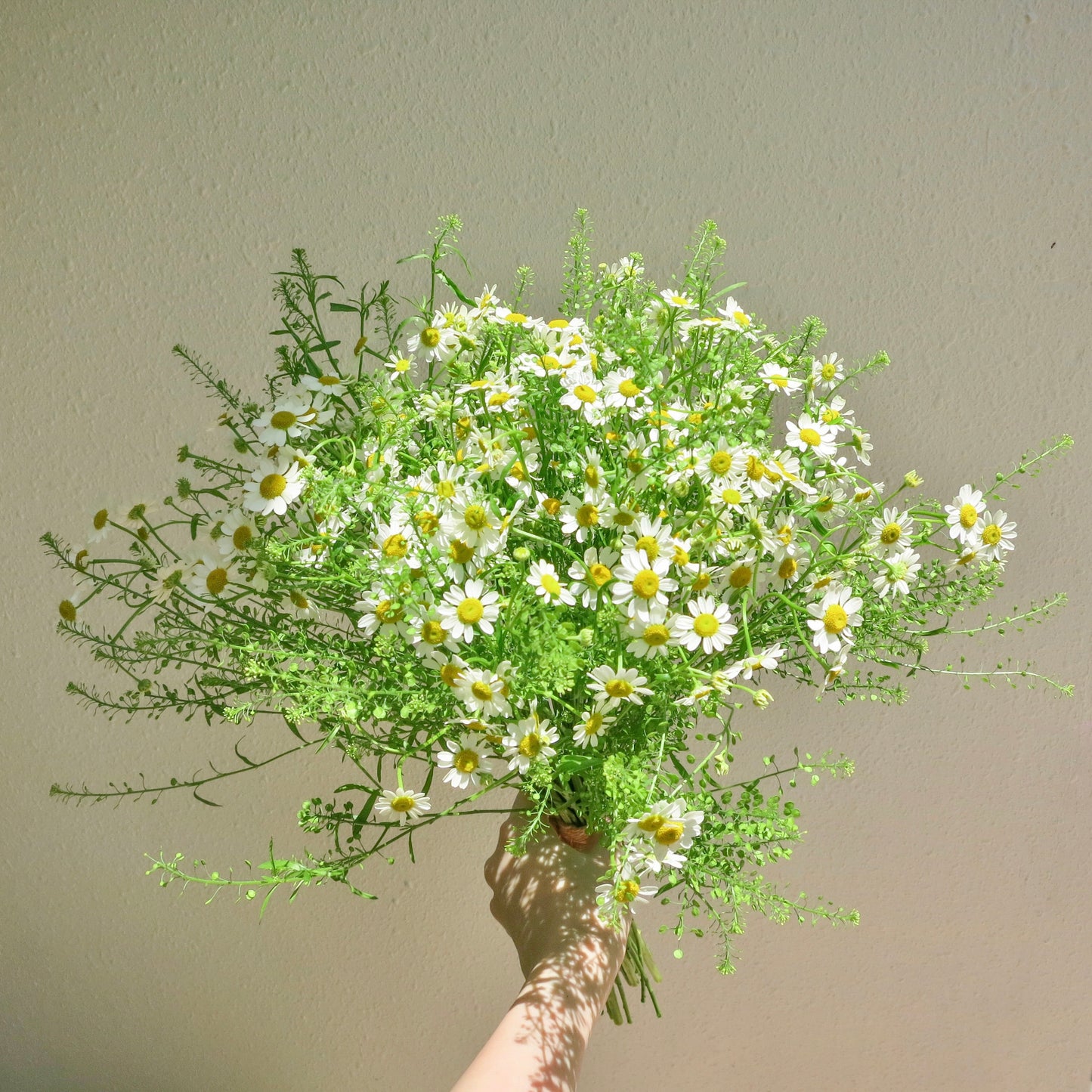 Wild Daisies