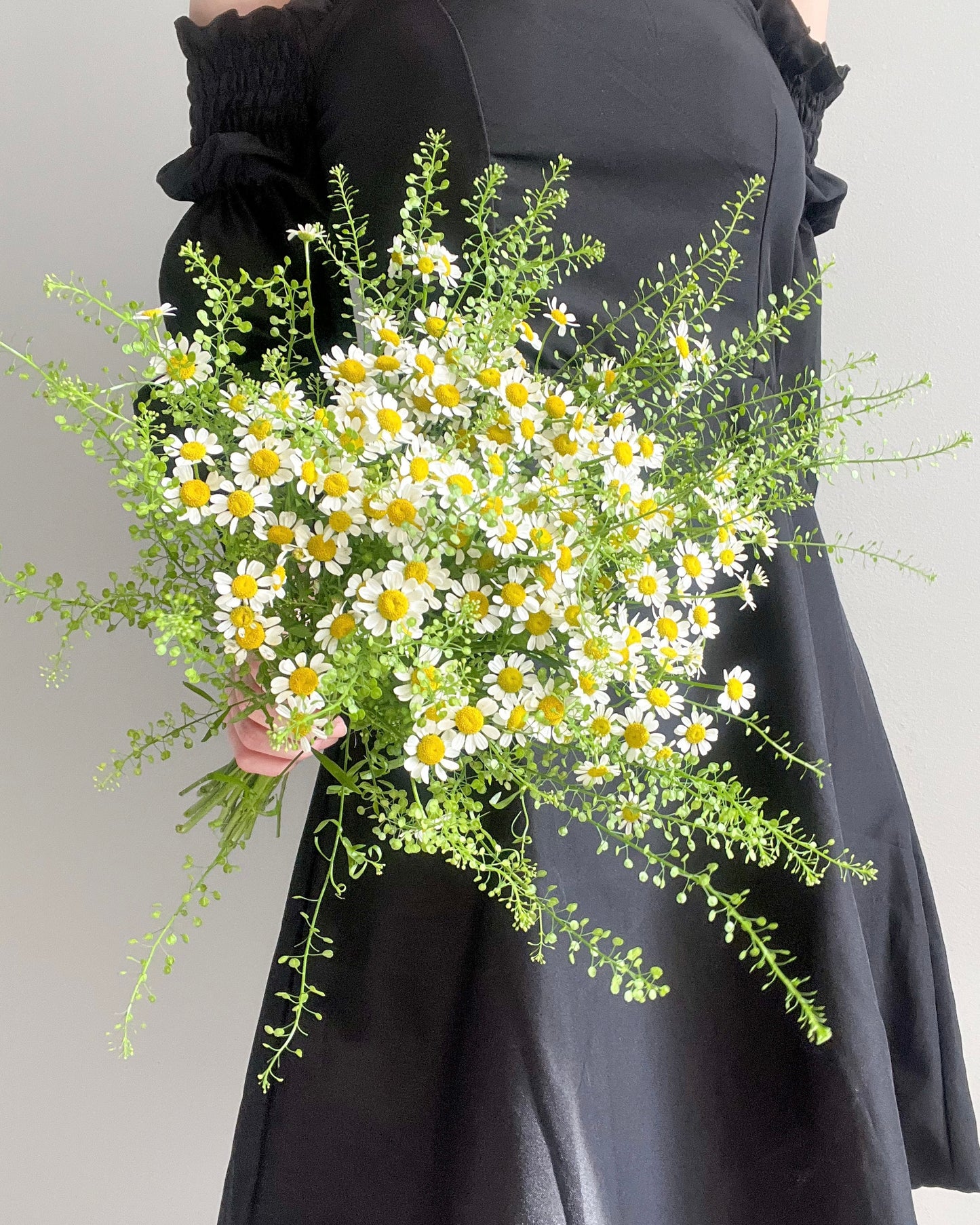 Wild Daisies