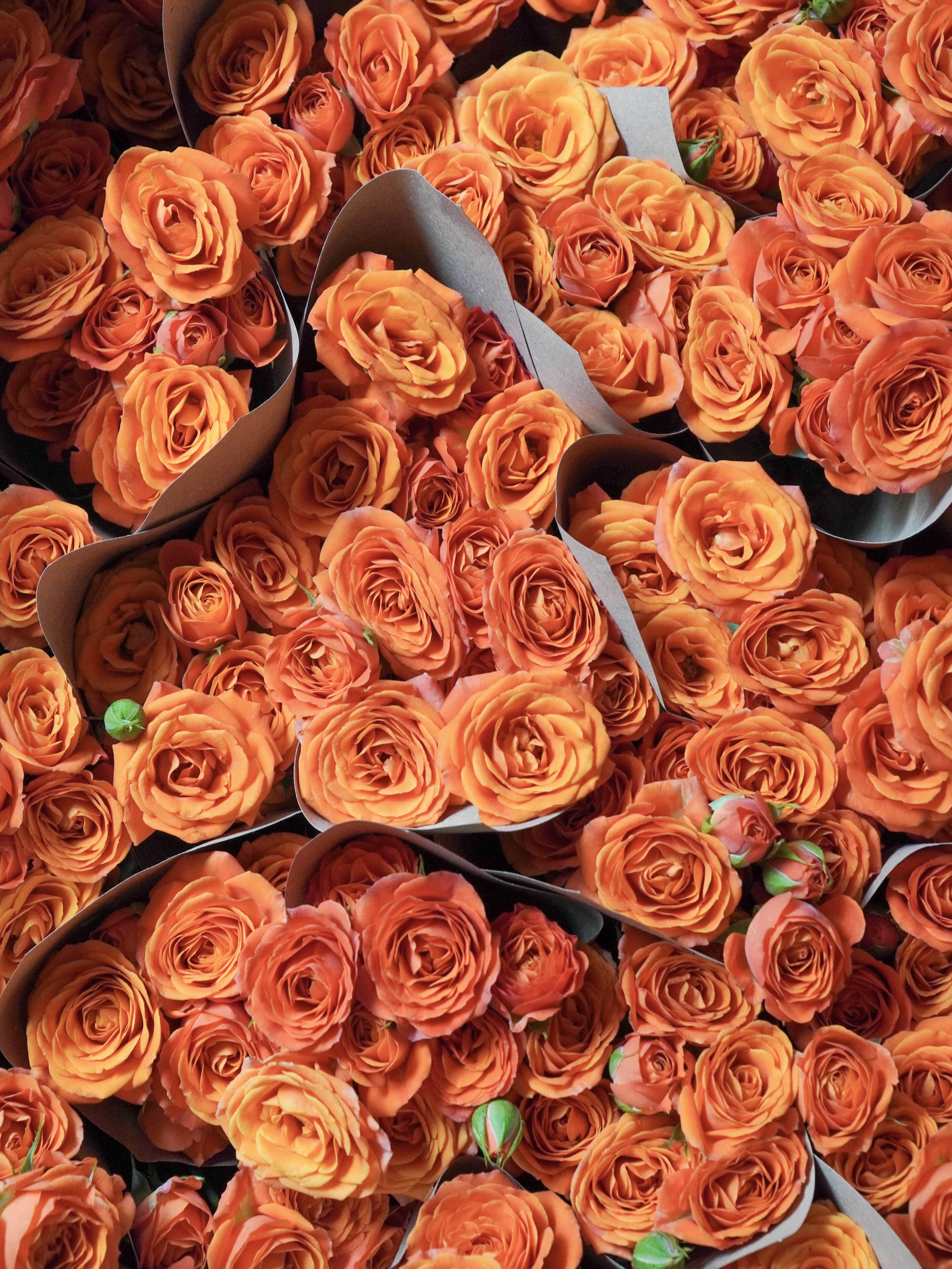 Top 10 Most Popular Flowers and What They Symbolis – HuaFlorist