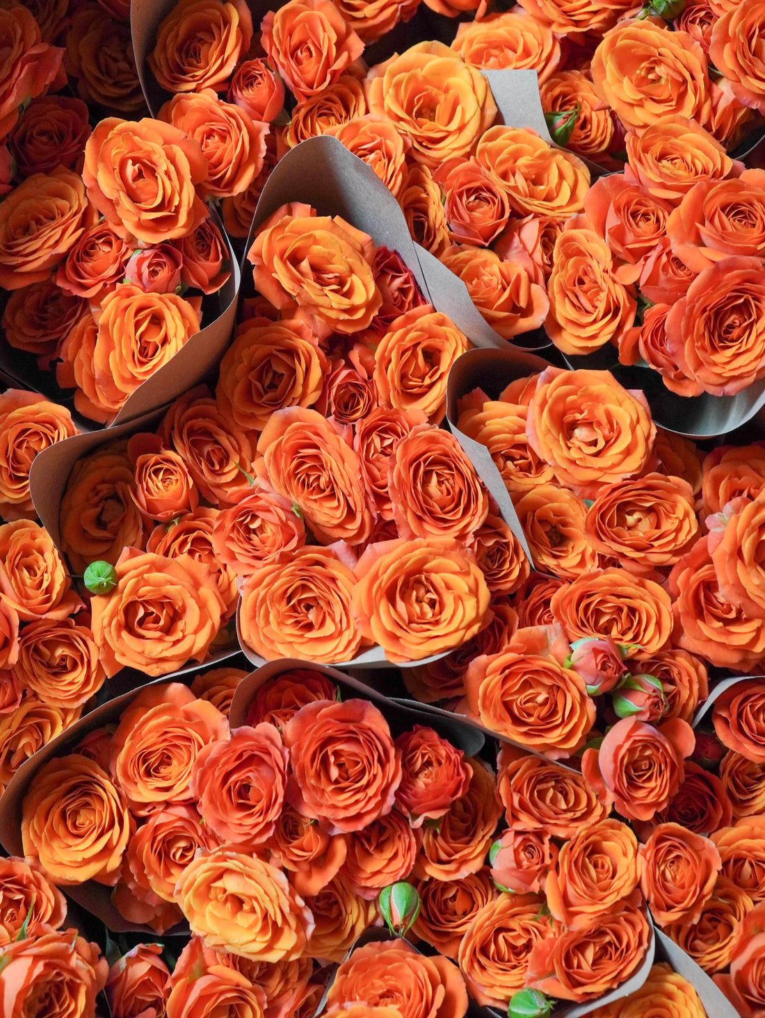 Top 10 Most Popular Flowers and What They Symbolis