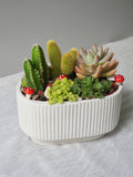 Succulent Garden