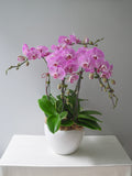 5 Orchids Arrangement
