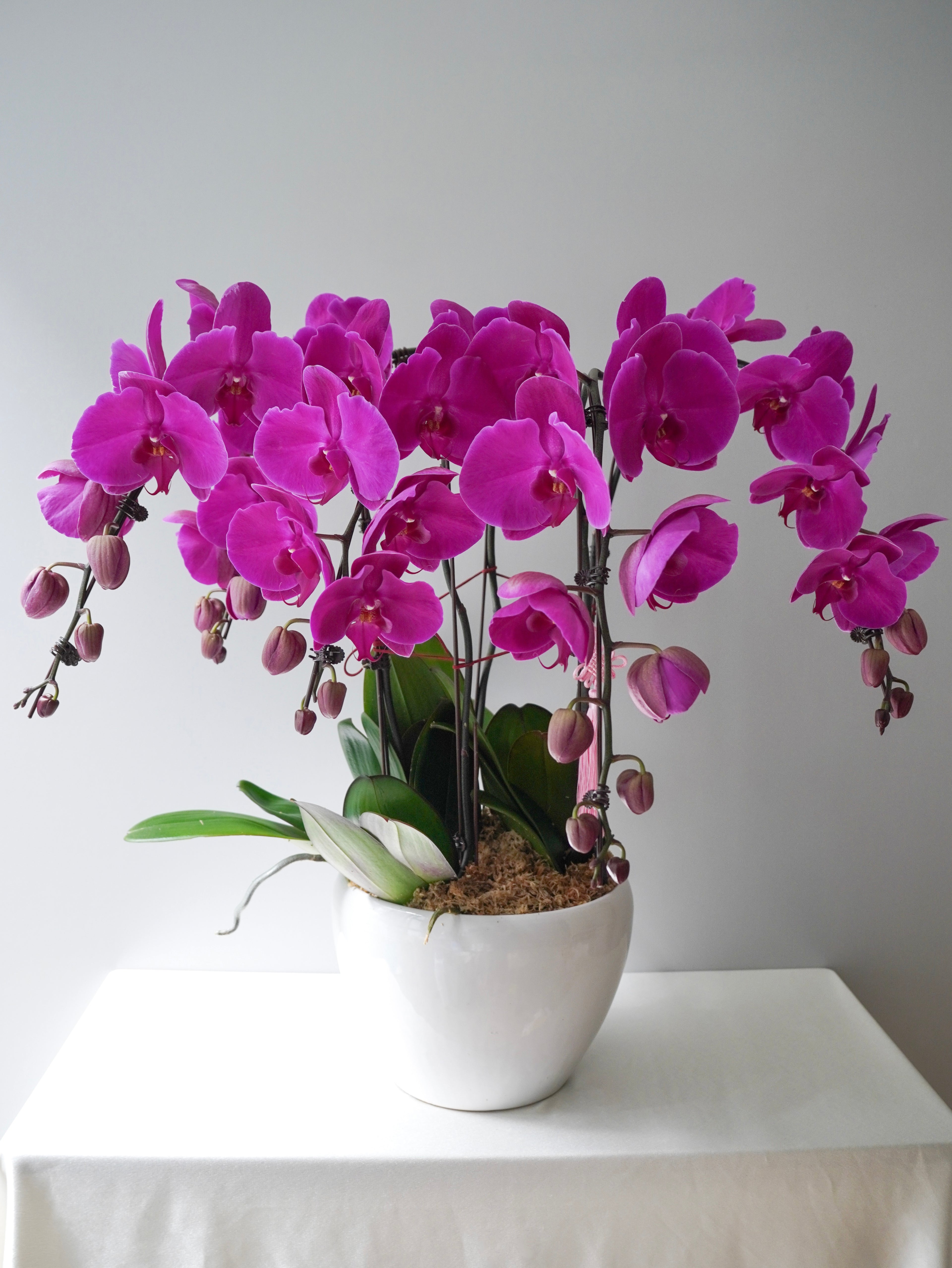 5 Orchids Arrangement