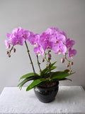 3 Orchids Arrangement