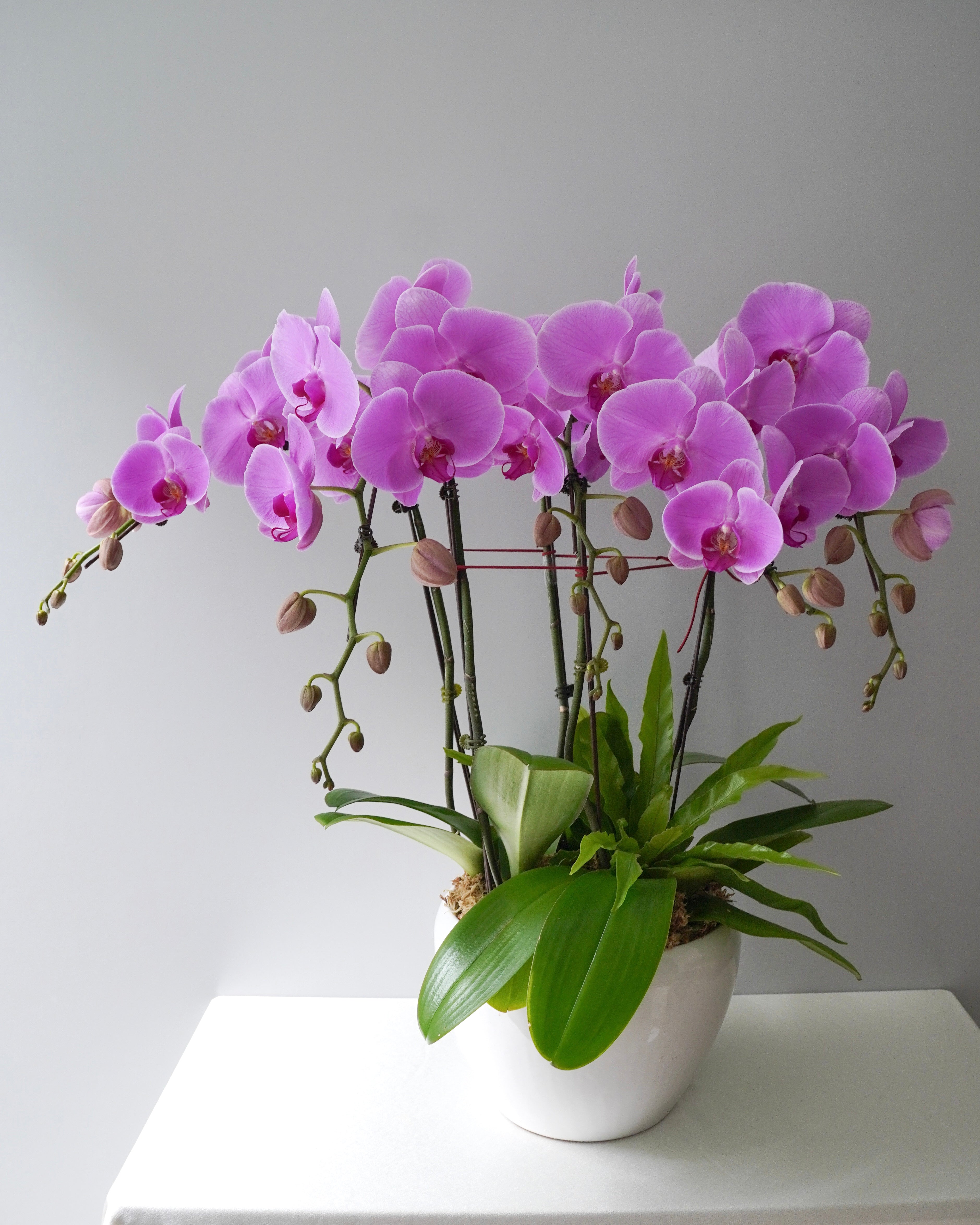 5 Orchids Arrangement