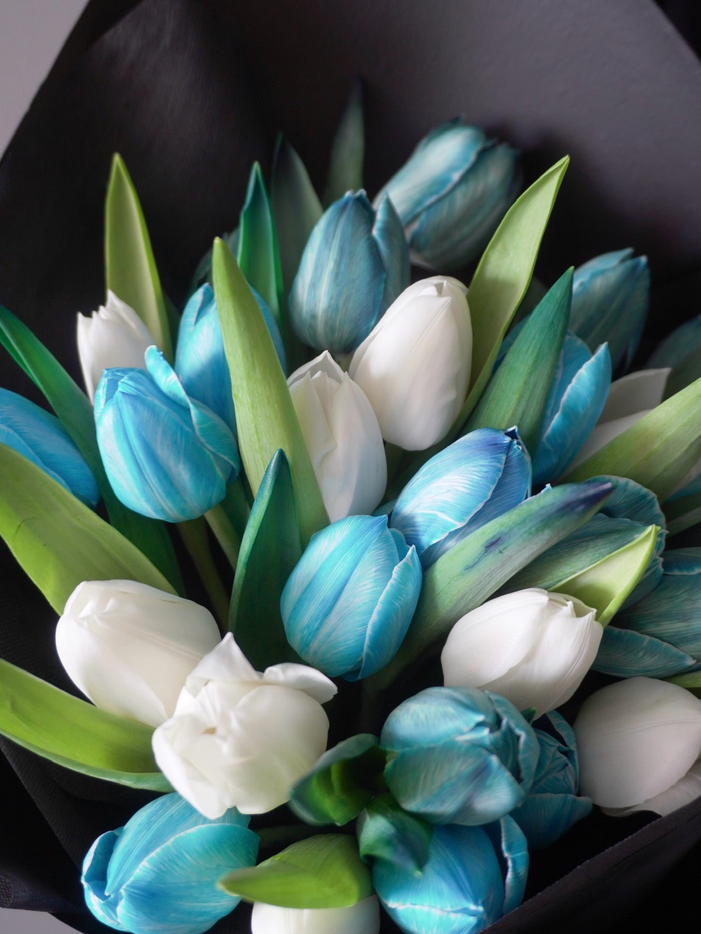 Blue and White Tulips