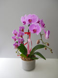 Mini Phalaenopsis Orchid
