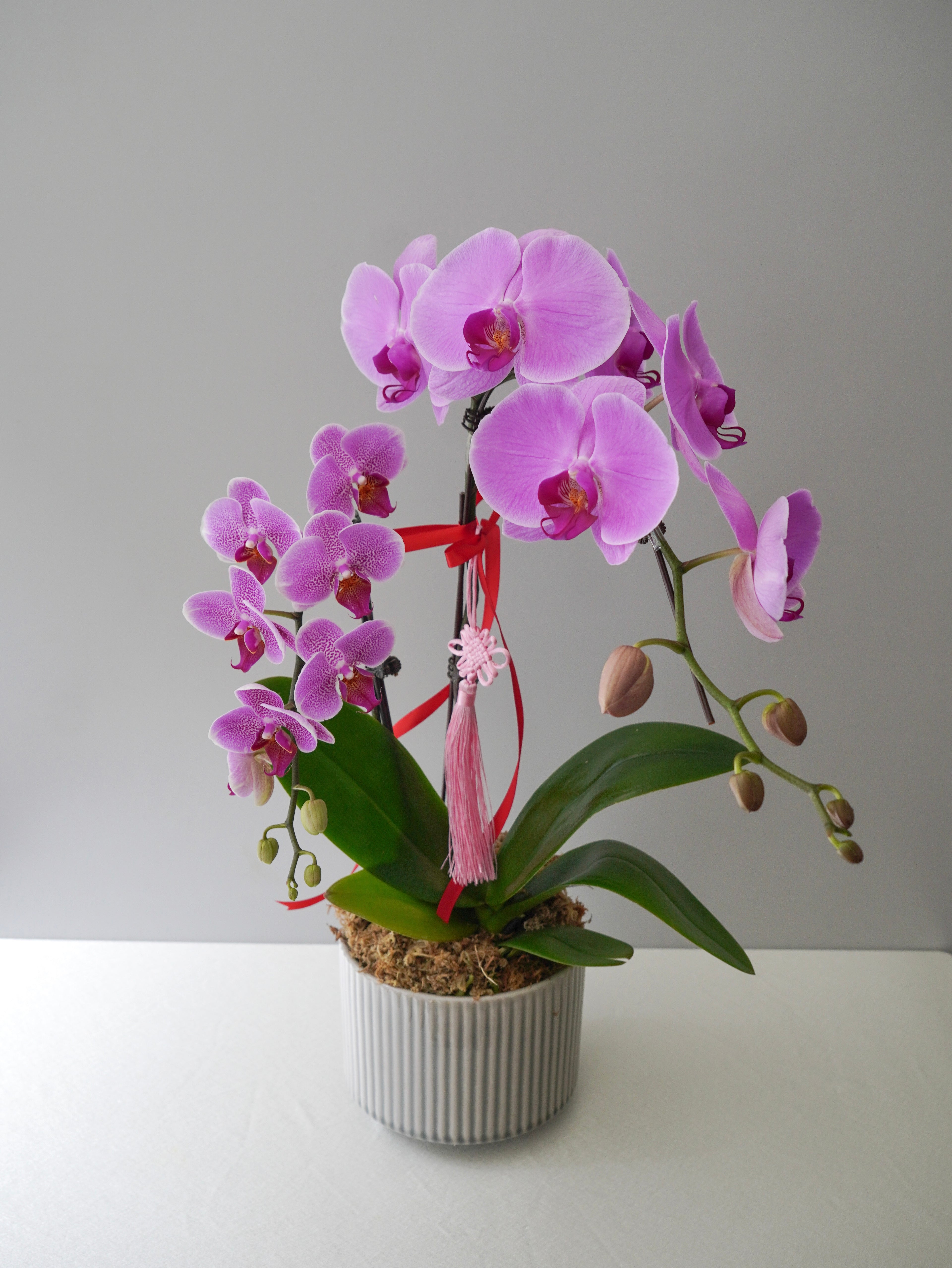 Mini Phalaenopsis Orchid