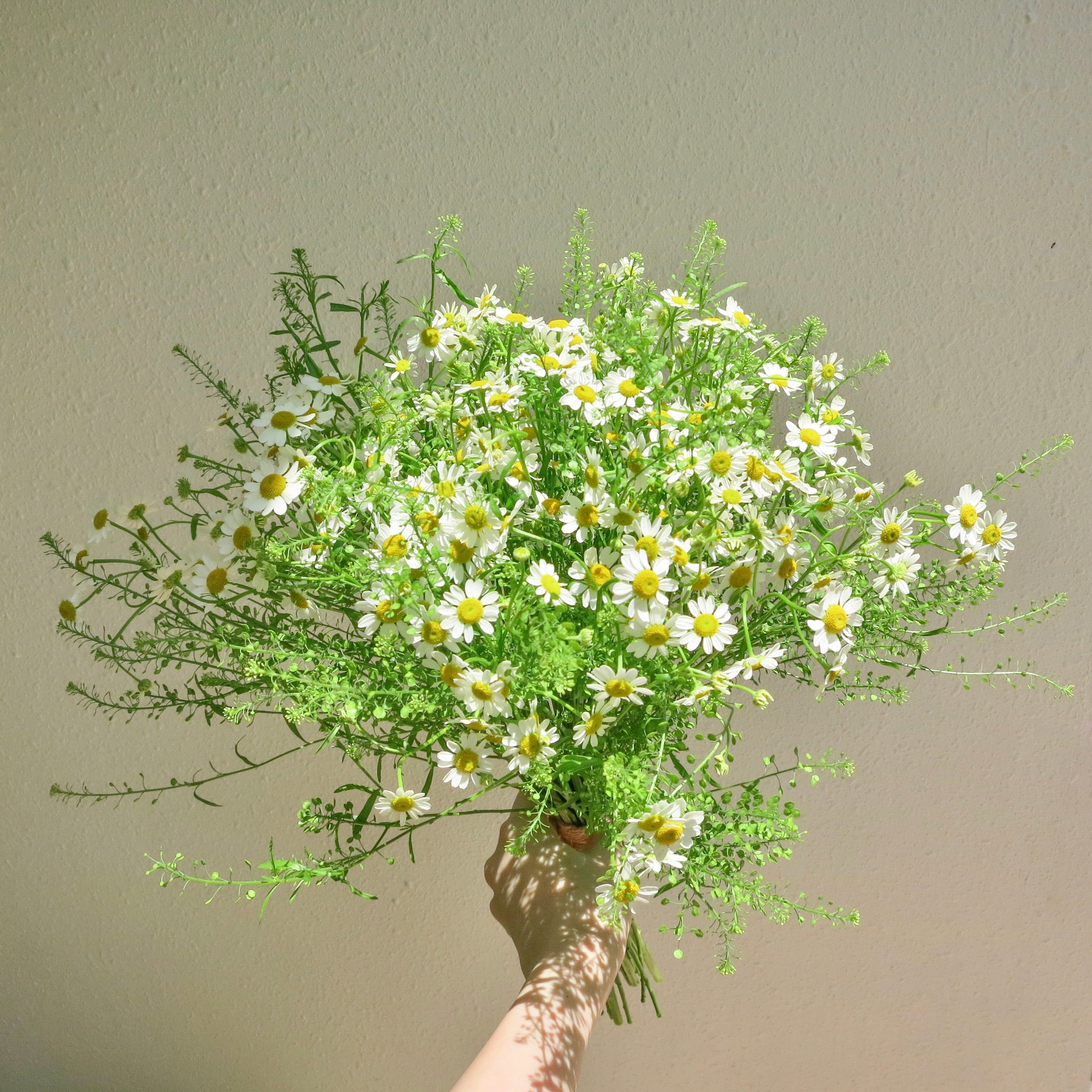 Wild Daisies